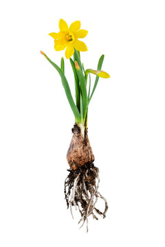 Yellow daffodil plant with roots. Isolated on white image