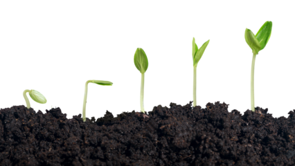 Growth of new life on  background