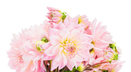 Bouquet of pink dahlias on a white background isolate