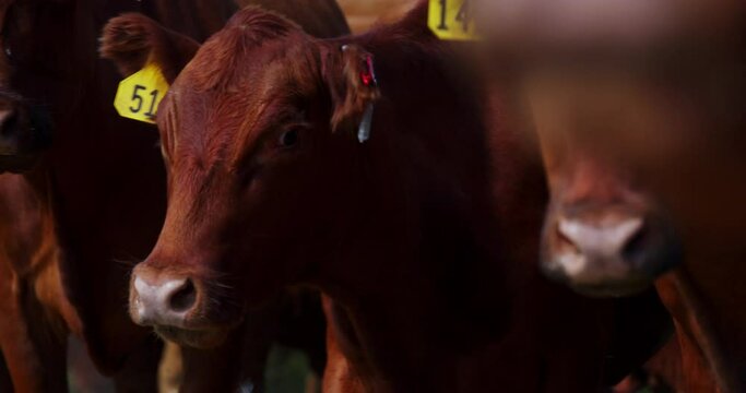 Extreme Close Up Of Beefmaster Cow's Muzzle. Cattle Farm Near Grassy Butte In North Dakota, USA.