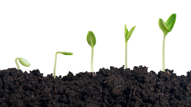 Growth of new life on  background