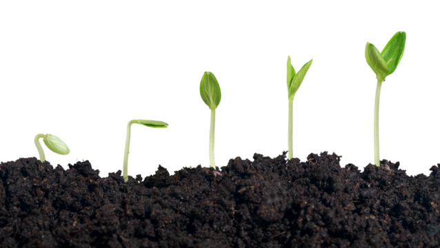 Growth of new life on  background