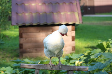 A crested chicken sitting on roost. Bird yard on the countryside.

