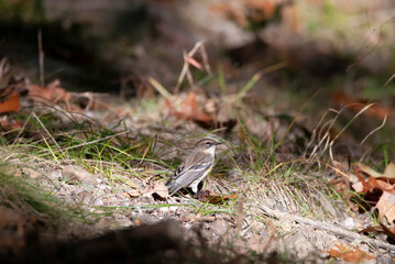 Yellow Rumped Warbler Foraging