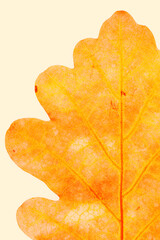 Macro photo of autumn yellow orange oak leaf with natural texture on beige background. Fall aesthetic foliage closeup with veins, autumnal leaf, beauty of nature. Minimal monochrome nature poster