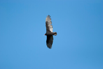 Turkey Vulture circling overhead