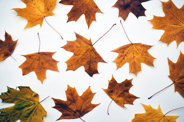 Autumn maple leaf on white background with copy space