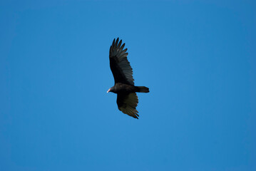 Turkey Vulture circling overhead