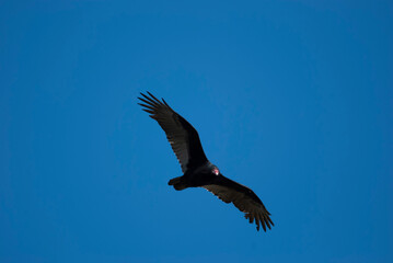 Turkey Vulture circling overhead