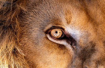 lion eyes close up background