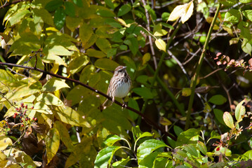 Song Sparrow in a bush