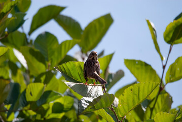 Song Sparrow in a bush