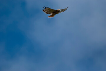 Red Tailed Hawk flying overhead