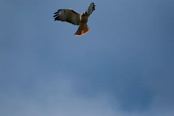 Red Tailed Hawk flying overhead