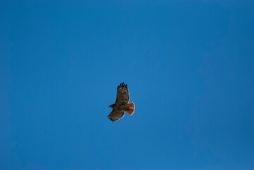 Red Tailed Hawk flying overhead