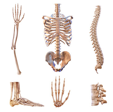 Human skeleton vertebrae anatomy. Spine vertebral, rib cage, hip, sacrum bones. Hand, foot bones front and side view. Skeletal system medical science illustration set isolated on white background, 3D