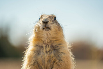 Prairie dogs in the Wichita Mountains Wildlife Refuge in the fall, autumn