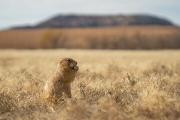 Prairie dogs in the Wichita Mountains Wildlife Refuge in the fall, autumn