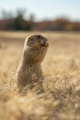 Prairie dogs in the Wichita Mountains Wildlife Refuge in the fall, autumn