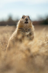 Prairie dogs in the Wichita Mountains Wildlife Refuge in the fall, autumn