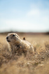 Prairie dogs in the Wichita Mountains Wildlife Refuge in the fall, autumn