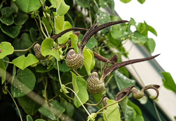 Aristolochia  signes (famille aristolochiacées) plante originaire d'Amérique du Sud  mais photographiée en Thaïlande, surnommée aussi jabot de dinde ou faisan en Asie