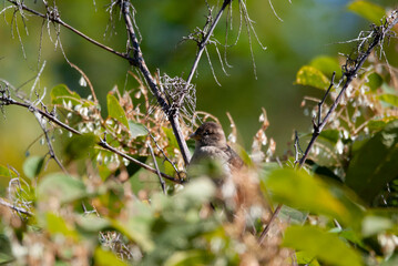 House Sparrow in a bush