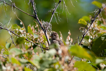 House Sparrow in a bush