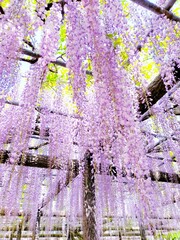Wisteria