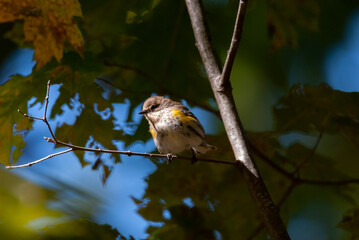 Yellow Rumped Warbler in a Tree