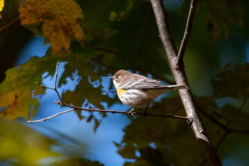 Yellow Rumped Warbler in a Tree