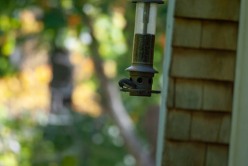 Tufted Titmouse at a bird feeder