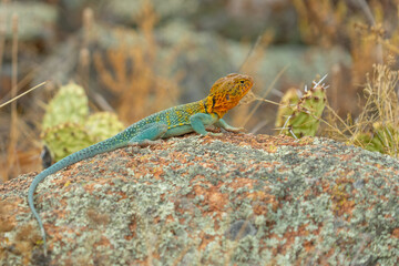 Wichita Mountains Wildlife Refuge, Eastern collared lizard