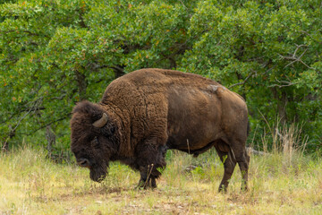 Fototapeta premium Wichita Mountains Wildlife Refuge, Buffalo, Bison roaming