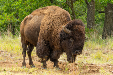 Wichita Mountains Wildlife Refuge, Buffalo, Bison roaming