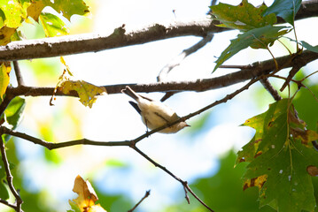 Ruby Crowned Kinglet on a tree branch