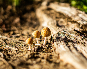 Mini Mushroom Trio