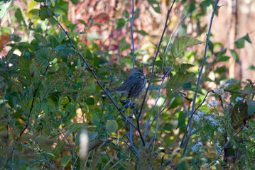 Song Sparrow in the Grass