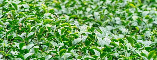 Fototapeta na wymiar Beautiful green tea crop garden rows scene, design concept for the fresh tea product.
