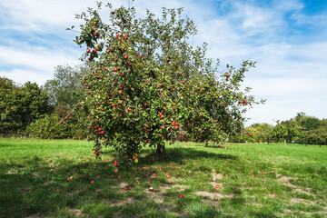 View of an orchard in the Taunus in Hesse/Germany with an apple tree on a sunny autumn day