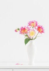 beautiful pink dahlia in white vase on white background