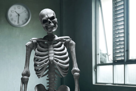 Human Skeleton Death Waiting Time