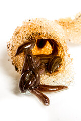 Fototapeta premium Leech cocoons on leech farm or laboratory. Medical leeches for hirudo therapy