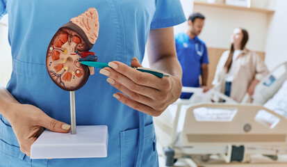 Urology and treatment of kidney disease. Anatomical model of human kidney in hands of doctor urologist standing in medical ward of urology department at hospital - obrazy, fototapety, plakaty