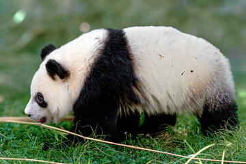 panda bear in the grass