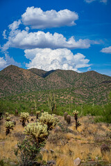 Clouds mountains and cactus in the desert in Scottsdale, Arizona