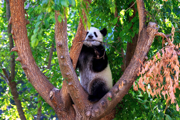 panda bear climbing on top of a tree