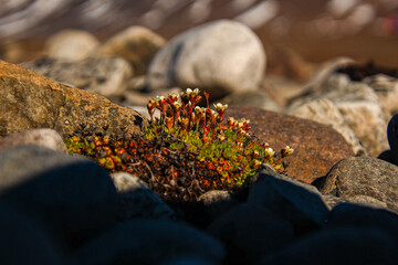 Spitzbergen summer