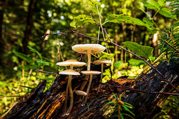 Pilzwanderung im Wald