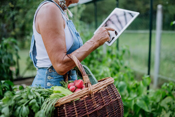 Close-up of senior woman using digital tablet and handling orders of her homegrown organic vegetables in her greenhouse, small business concept.